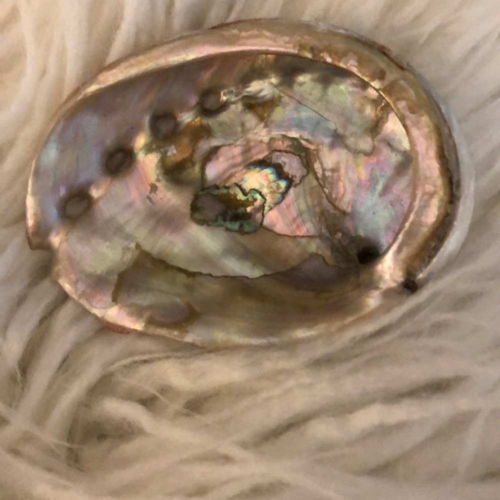 Genuine abalone shell